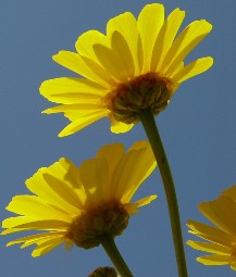 Picture of Josie Snow working at reception