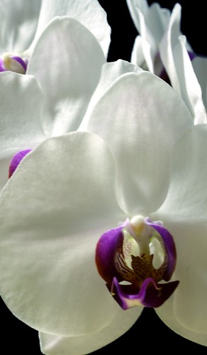 Picture of white orchids